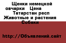 Щенки немецкой овчарки › Цена ­ 6 000 - Татарстан респ. Животные и растения » Собаки   